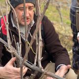 Enrico Orlando lezione di potatura - pruning lesson